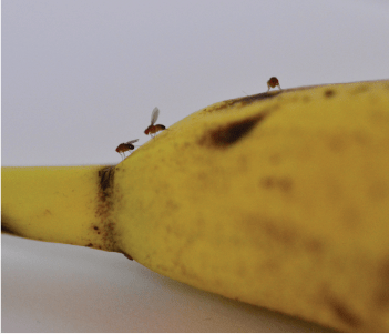 3 ways to avoid bringing fruit flies home