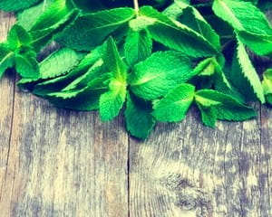 5 natural smells that pests cannot stand