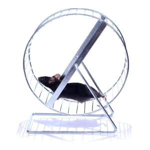 Another reason to keep that mouse out of your house