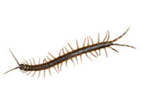 How to keep centipedes out of your bed