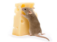 How to prevent mice in a senior living facility