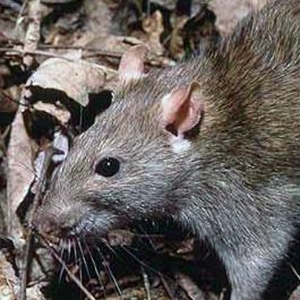 Rodent proof your home both indoors and outdoors