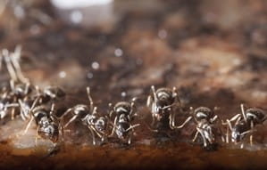 home banner first carousel image