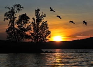 What is geese hazing and how can it help