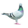 Pigeon