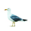 Seagull