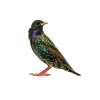 Starling