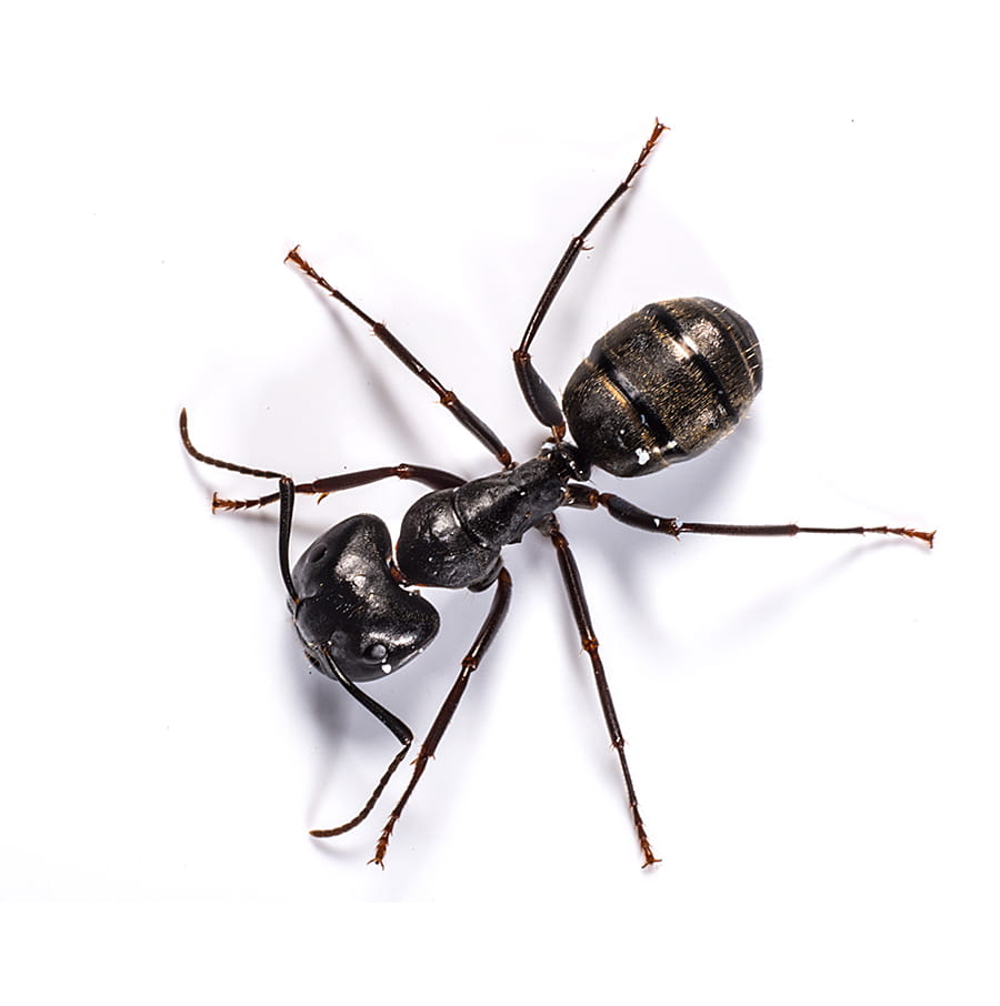 Pest_900x906_CarpenterAnt_1