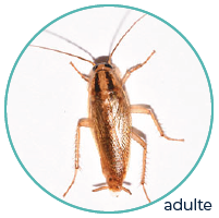 Adult German Cockroach
