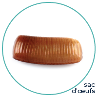 German Cockroach Eggcase