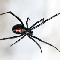 Black Widow Spider