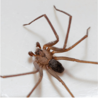 Brown Recluse Spider