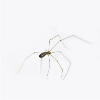 Cellar Spider