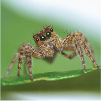 Jumping Spider