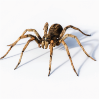 Wolf Spider