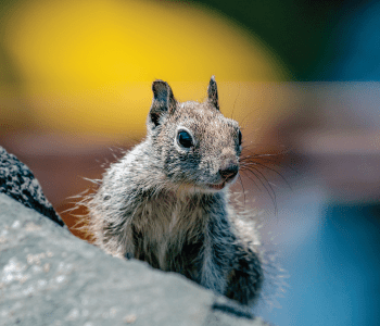 home banner first carousel image