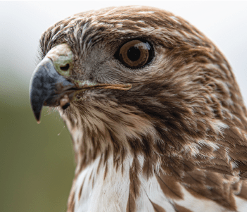 home banner first carousel image