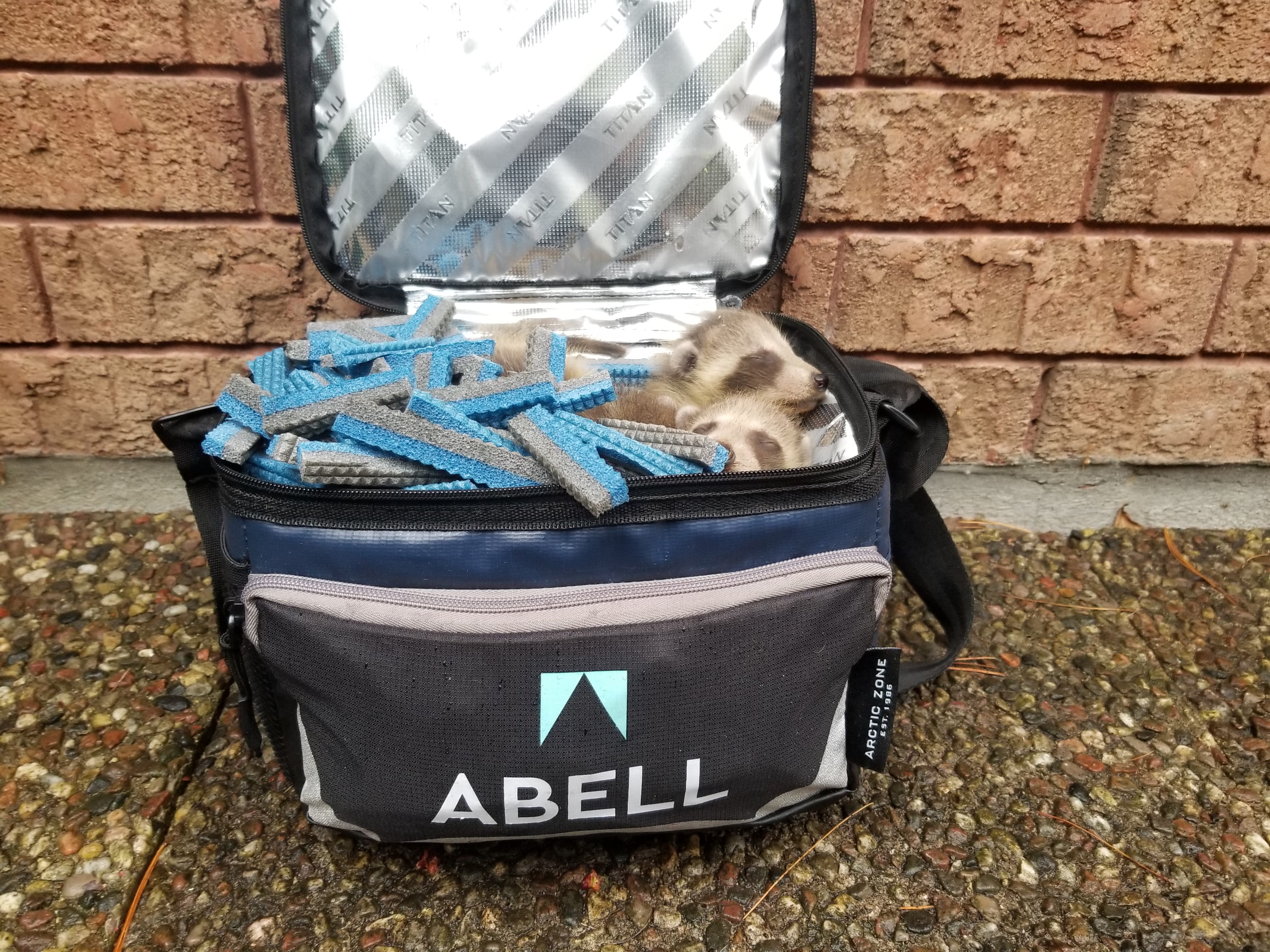 Baby Raccoon in Cooler