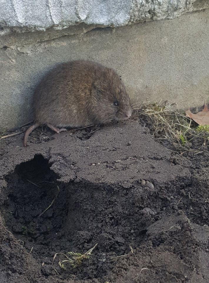 Vole Image Full Size