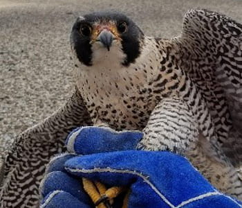 home banner first carousel image